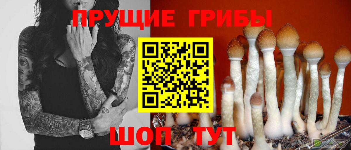 Галлюциногенные грибы Psilocybe Вышний Волочёк